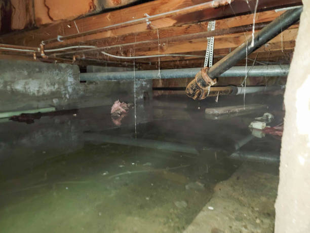 Best Basement water damage restoration  in Park Rapids, MN